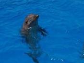 Nado delfines Punta Cana