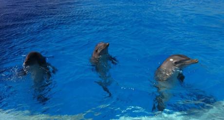 Nado con delfines en Punta Cana