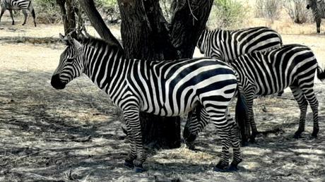 TANZANIA: EL PARQUE NACIONAL DE TARANGIRE TANZANIA: EL PARQUE NACIONAL DE TARANGIRE