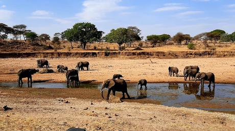 TANZANIA: EL PARQUE NACIONAL DE TARANGIRE TANZANIA: EL PARQUE NACIONAL DE TARANGIRE