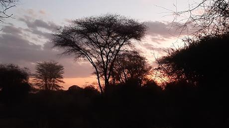 TANZANIA: EL PARQUE NACIONAL DE TARANGIRE TANZANIA: EL PARQUE NACIONAL DE TARANGIRE