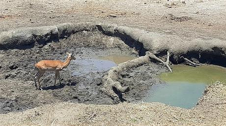 TANZANIA: EL PARQUE NACIONAL DE TARANGIRE TANZANIA: EL PARQUE NACIONAL DE TARANGIRE