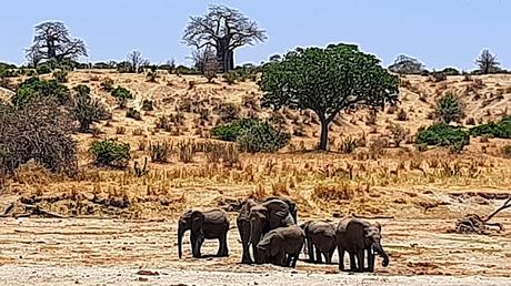 TANZANIA: EL PARQUE NACIONAL DE TARANGIRE TANZANIA: EL PARQUE NACIONAL DE TARANGIRE