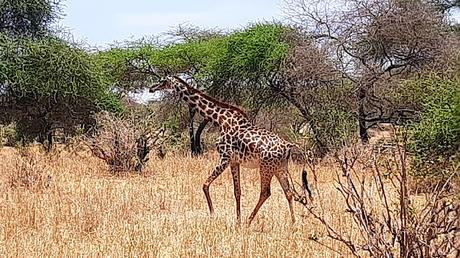 TANZANIA: EL PARQUE NACIONAL DE TARANGIRE TANZANIA: EL PARQUE NACIONAL DE TARANGIRE