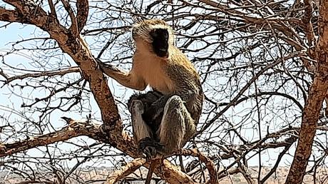 TANZANIA: EL PARQUE NACIONAL DE TARANGIRE TANZANIA: EL PARQUE NACIONAL DE TARANGIRE