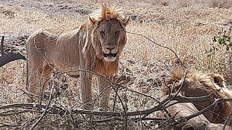 TANZANIA: EL PARQUE NACIONAL SERENGETI TANZANIA: EL PARQUE NACIONAL SERENGETI