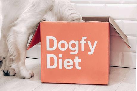 Como alimentar mejor a un perro Como alimentar mejor a un perro