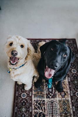 Dos perros mirando a la cámara sobre una alfombra