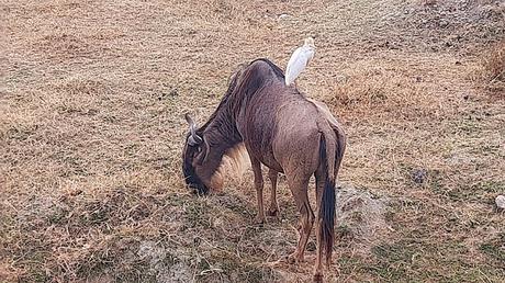 TANZANIA: EN EL CRÁTER DEL NGORONGORO