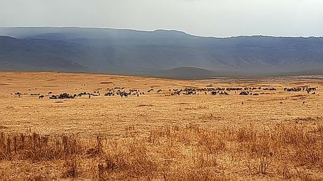 TANZANIA: EN EL CRÁTER DEL NGORONGORO