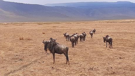 TANZANIA: EN EL CRÁTER DEL NGORONGORO