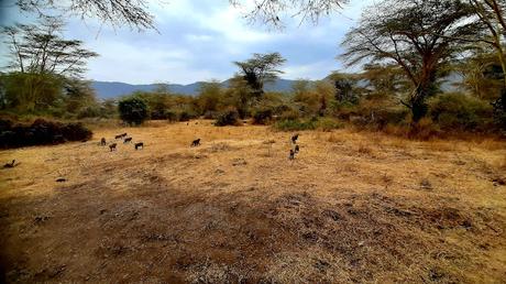 TANZANIA: EN EL CRÁTER DEL NGORONGORO