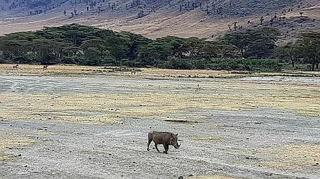 TANZANIA: EN EL CRÁTER DEL NGORONGORO