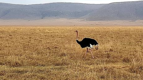 TANZANIA: EN EL CRÁTER DEL NGORONGORO
