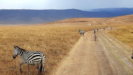 TANZANIA: EN EL CRÁTER DEL NGORONGORO