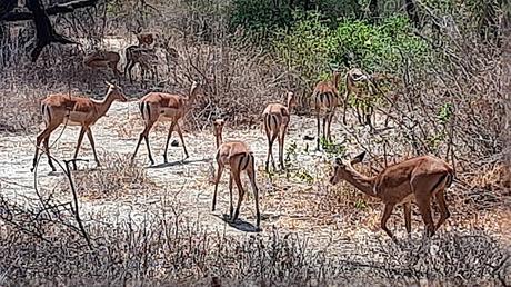 TANZANIA: EL PARQUE NACIONAL DEL LAGO MANYARA TANZANIA: EL PARQUE NACIONAL DEL LAGO MANYARA