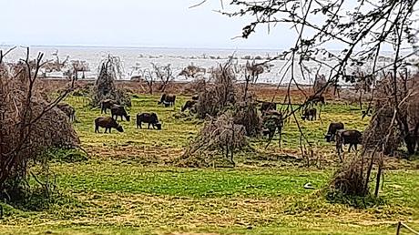 TANZANIA: EL PARQUE NACIONAL DEL LAGO MANYARA TANZANIA: EL PARQUE NACIONAL DEL LAGO MANYARA