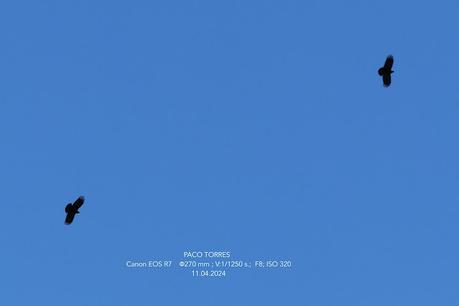 Castellar de n'Hug: Chova piquirroja