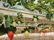Beneficios sustratos Pelemix para cultivo fresa
