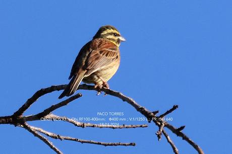 Escribano soteño ♂