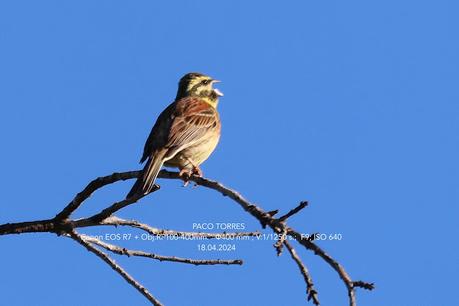 Escribano soteño ♂