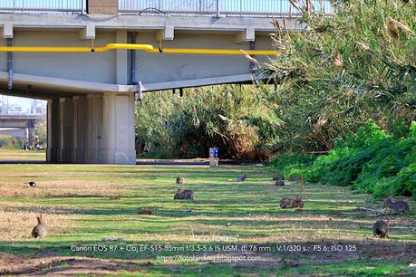 Un conejo volando 🐇