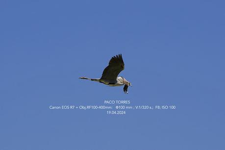 Un conejo volando 🐇