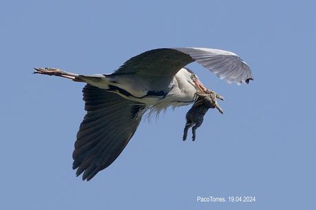 Un conejo volando 🐇