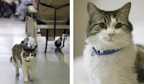 OSCAR, el agorero OSCAR, el agorero