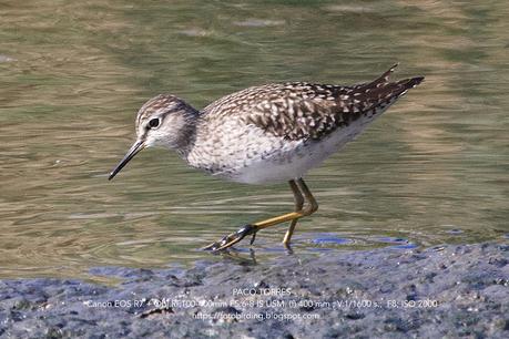 Tres andarríos bastardo Tres andarríos bastardo