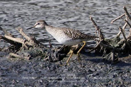 Tres andarríos bastardo Tres andarríos bastardo