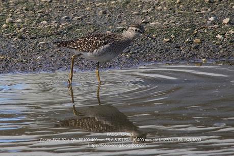 Tres andarríos bastardo Tres andarríos bastardo