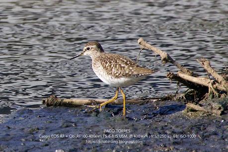 Tres andarríos bastardo Tres andarríos bastardo