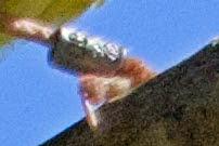 Verderón con anilla