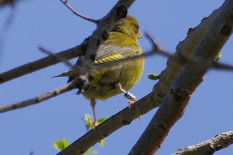 Verderón con anilla