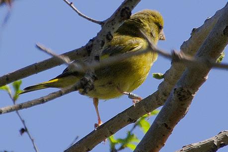 Verderón con anilla