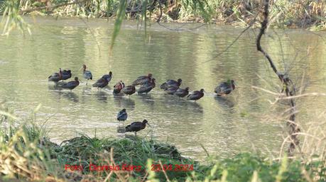 Un numeroso grupo de ibis pernocta en Sant Adrià Un numeroso grupo de ibis pernocta en Sant Adrià