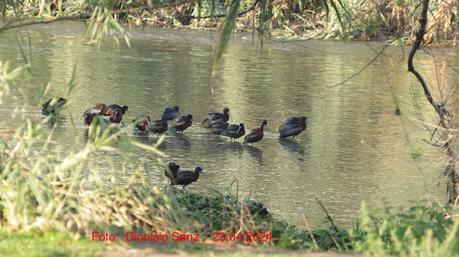 Un numeroso grupo de ibis pernocta en Sant Adrià