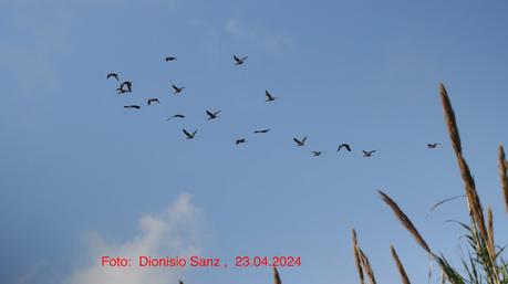 Un numeroso grupo de ibis pernocta en Sant Adrià Un numeroso grupo de ibis pernocta en Sant Adrià