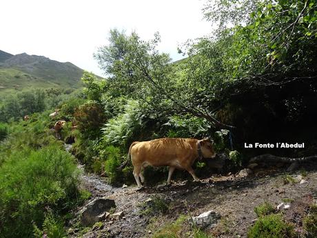 Genestoso-El Cogoḷḷu Ceboḷḷéu-El Cabril