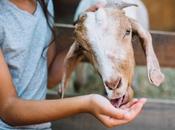 Bifeedoo lidera transición hacia ganadería sostenible pienso ecológico para cabras