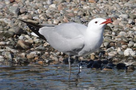 Gaviotas de Audouin CJJ7 y CM6V