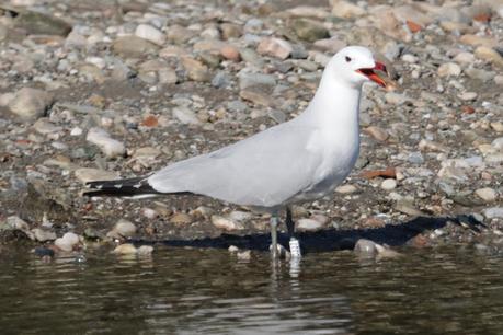 Gaviotas de Audouin CJJ7 y CM6V