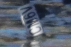 Gaviotas de Audouin CJJ7 y CM6V