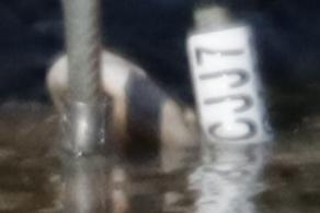 Gaviotas de Audouin CJJ7 y CM6V