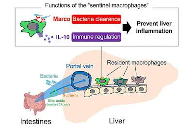 Identifican el papel de los macrófagos centinelas en el hígado