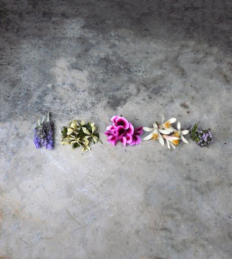 Colección de flores. Colección de flores.