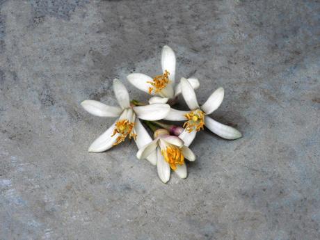 Colección de flores. Colección de flores.