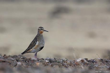 Pasando por el Lago Cardiel