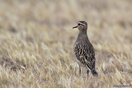 Pasando por el Lago Cardiel